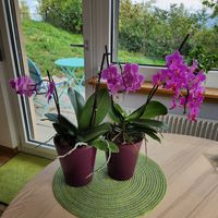 Zwei Phalaenopsis Orchideen lila mit Topf guter Zustand