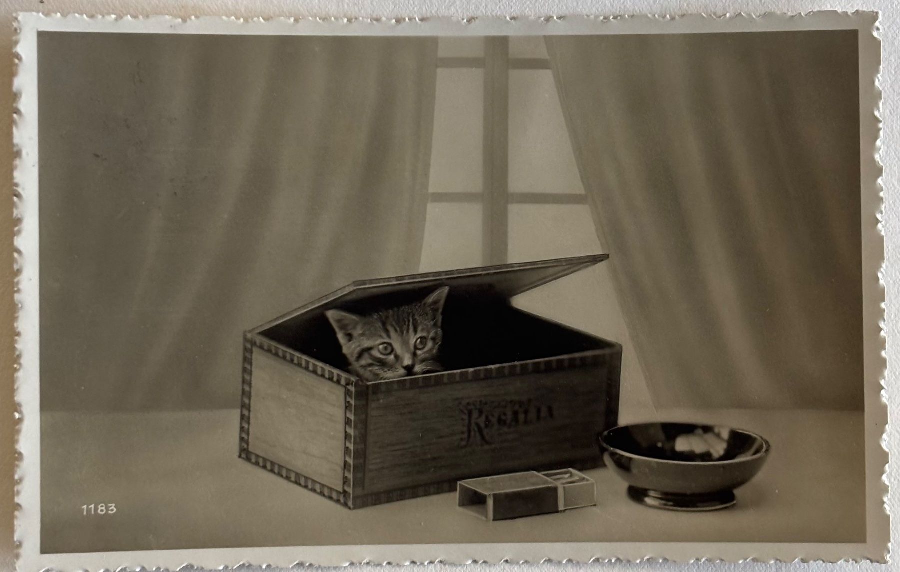 Cartoline postali: Fotokarte, Katze – Usato da Frauenfeld venduto da Merk52