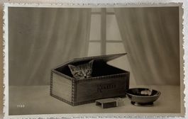 Fotokarte, Katze