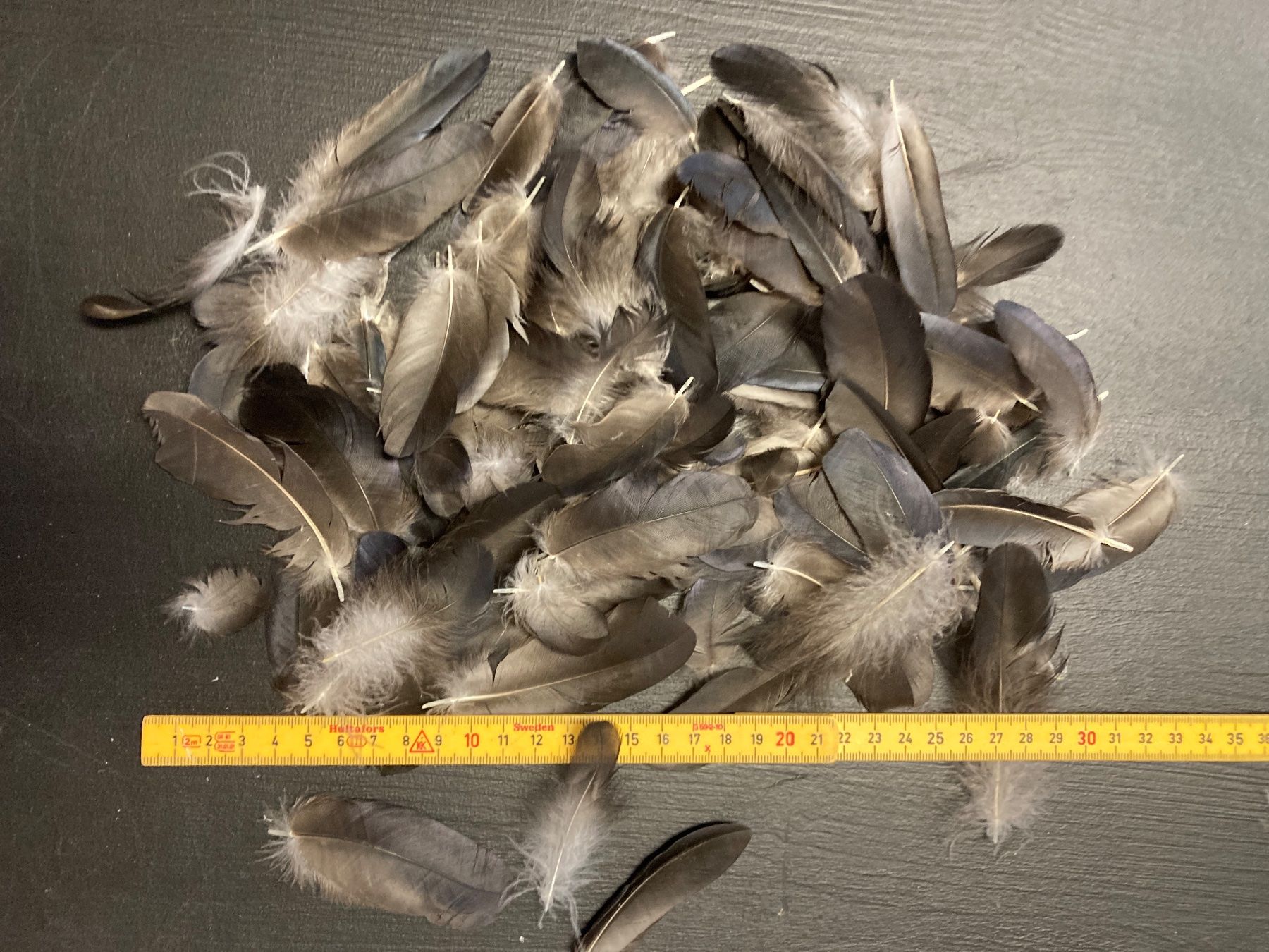 Welt der Tiere: Elsterfedern – Gebraucht aus Grosswangen von arum01