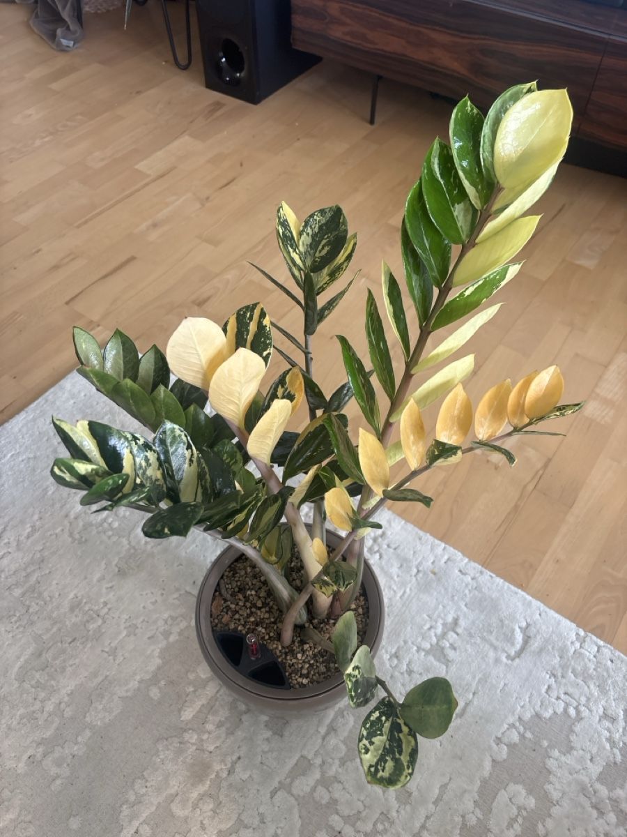 Piante & sementi: ZZ variegata Steckling – Usato da olten venduto da momo2417 2