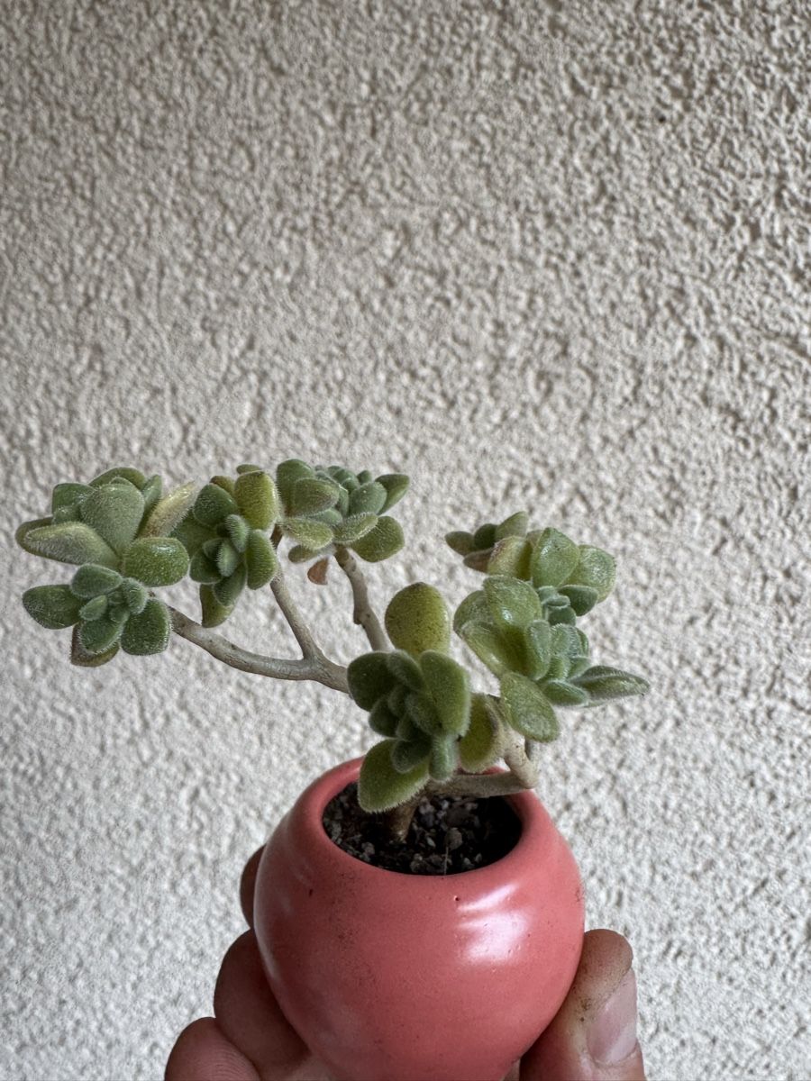 Plantes & graines: Micro Sukkulenten Bonsai – D'occasion à Rümlang par Gruseh.ch 1