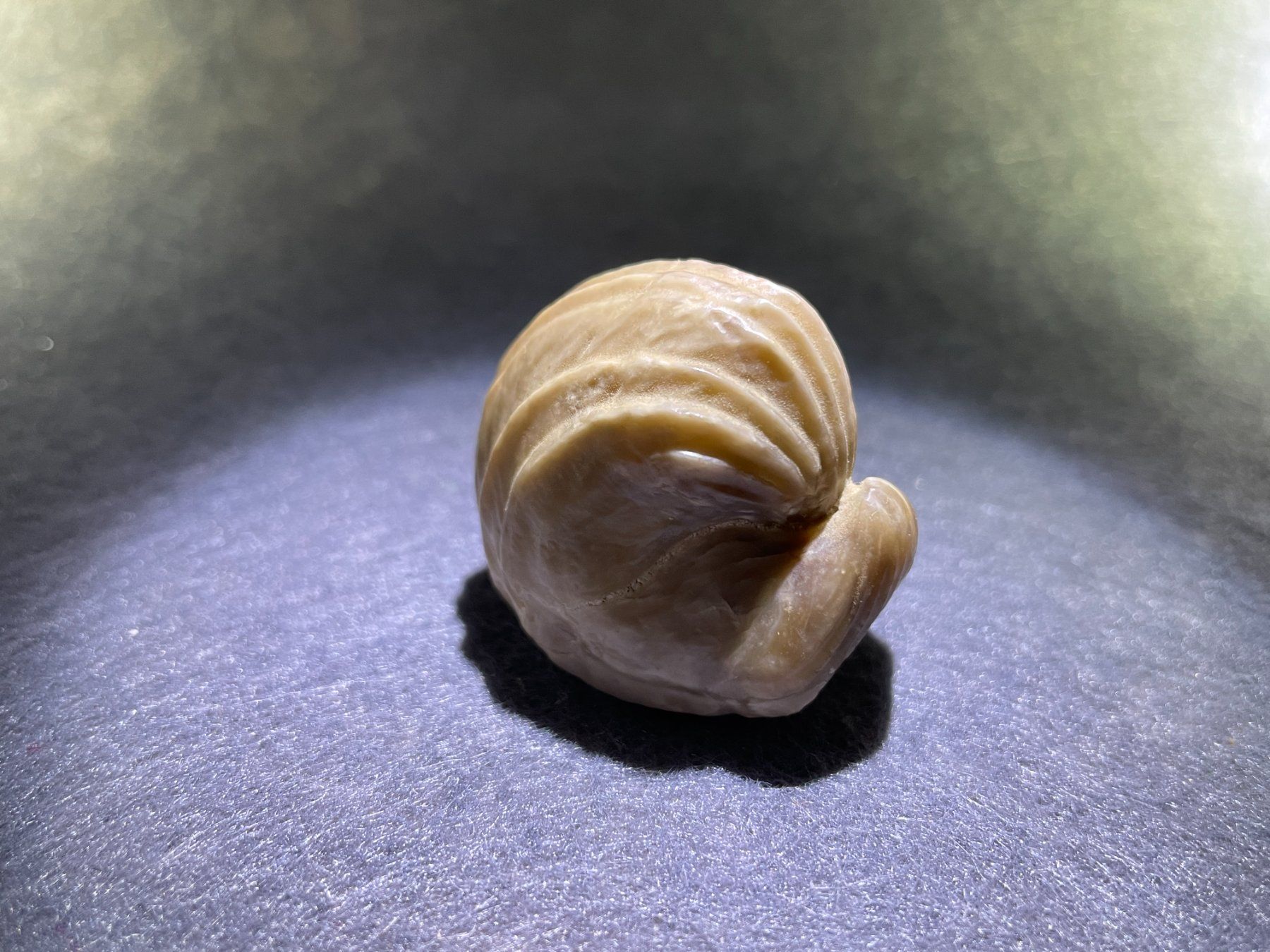 Fossilien: Fossile de Brachiopode - beau et grand – Neu (gemäss Beschreibung) aus Cernier von Gemy_Jam 3