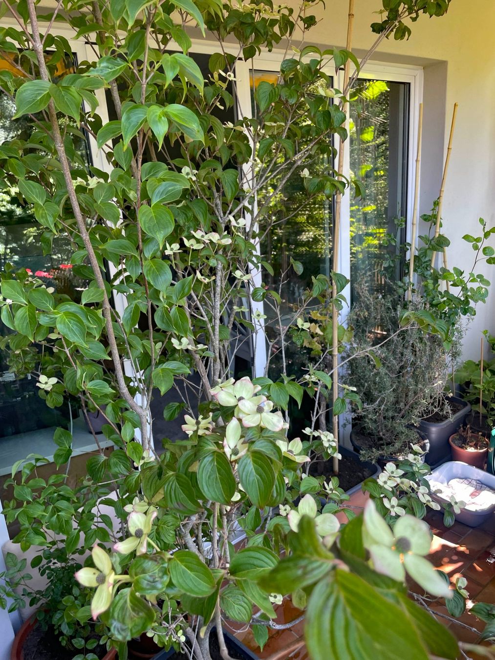 Pflanzen & Samen: Cornus Busch – Gebraucht aus Thun von Villawisteria 4