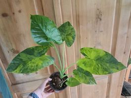 Alocasia Gageana Aurea Variegata