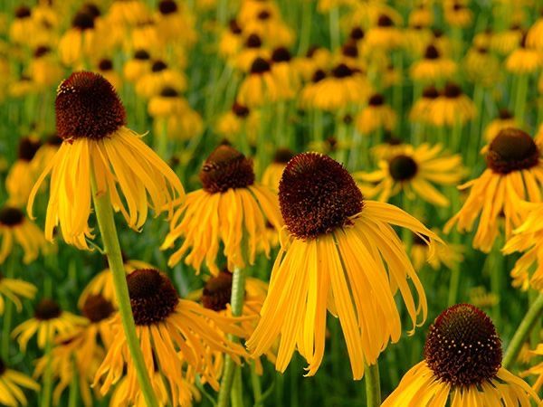Pflanzen & Samen: 50 Samen ECHINACEA PARADOXA Ozark Echinacea – Neu (gemäss Beschreibung) aus Ehrendingen von VerveinaSamen 5