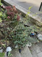 Rosenstöcke, Schneebeerestrauch und cornus alba