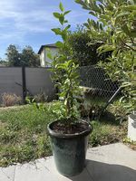 Citronnier avec beau pot