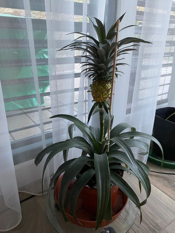 Dekorative Ananas Pflanze Kaufen auf Ricardo