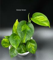 Epipremnum aureum 'Global Green' in Semihydro