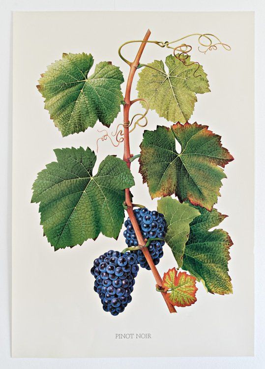 Livres: Cépages du vignoble suisse – D'occasion à Delémont par MaxPlan 9