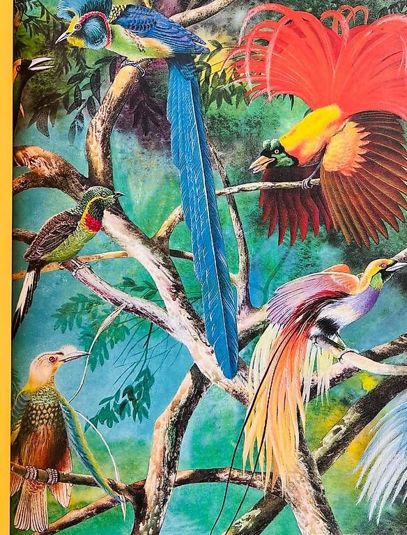 Bücher: Prima Enciclopedia Illustrata Animali – Gebraucht aus Bottmingen von bsp_t6m8 2