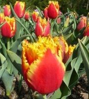 15 zwiebeln Tulpe DAVENPORT ⚘️ 15 bulbes Tulipe DAVENPORT ⚘
