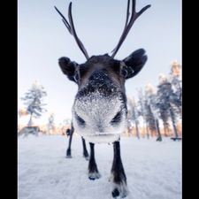 Profile image of vollbart98