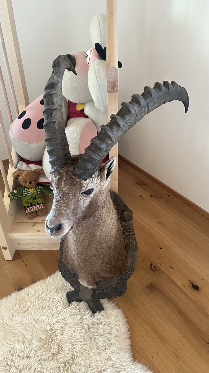 Il mondo degli animali: Steinbock  – Usato da Schiers venduto da Valzeina