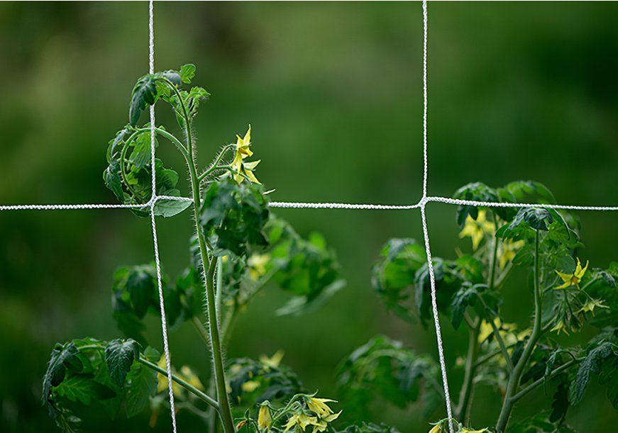 Gartennetz 3x6 M, Feinmaschig (0,8 Mm) | Insektenschutz Für Gemüse, Obst & Hochbeete