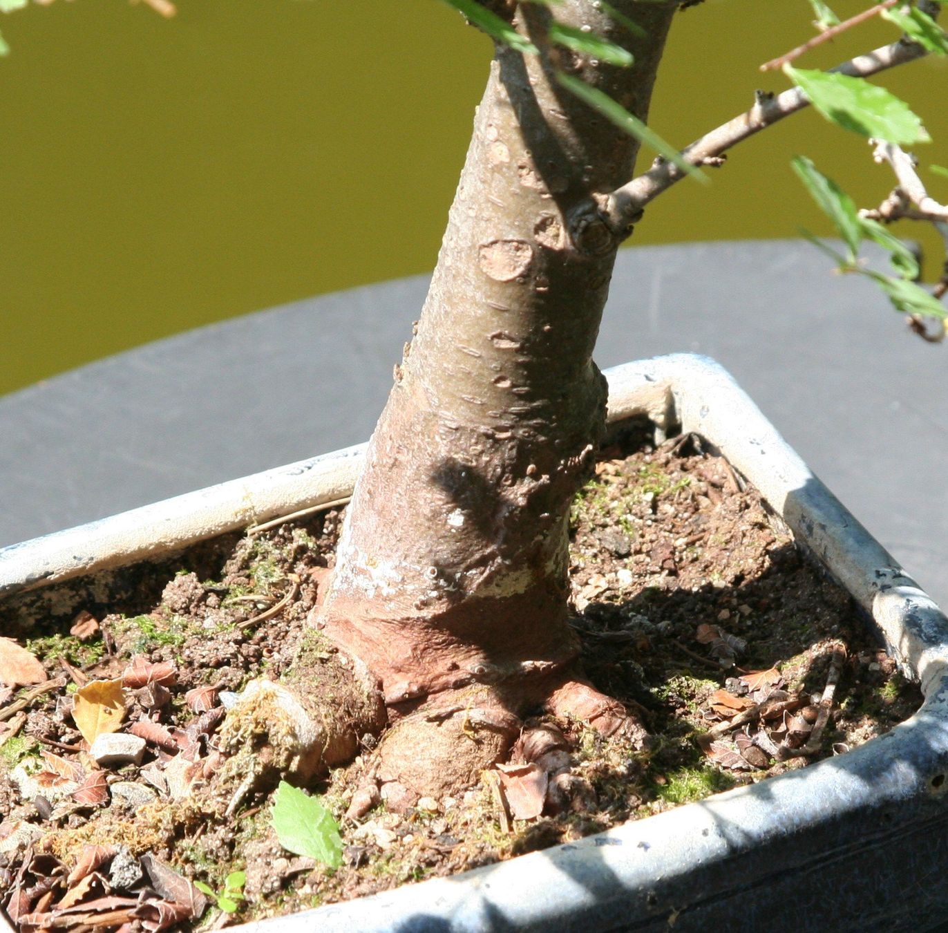 Pflanzen & Samen: BONSAI  -  Zelkove – Gebraucht aus Gretzenbach von Sikim 2