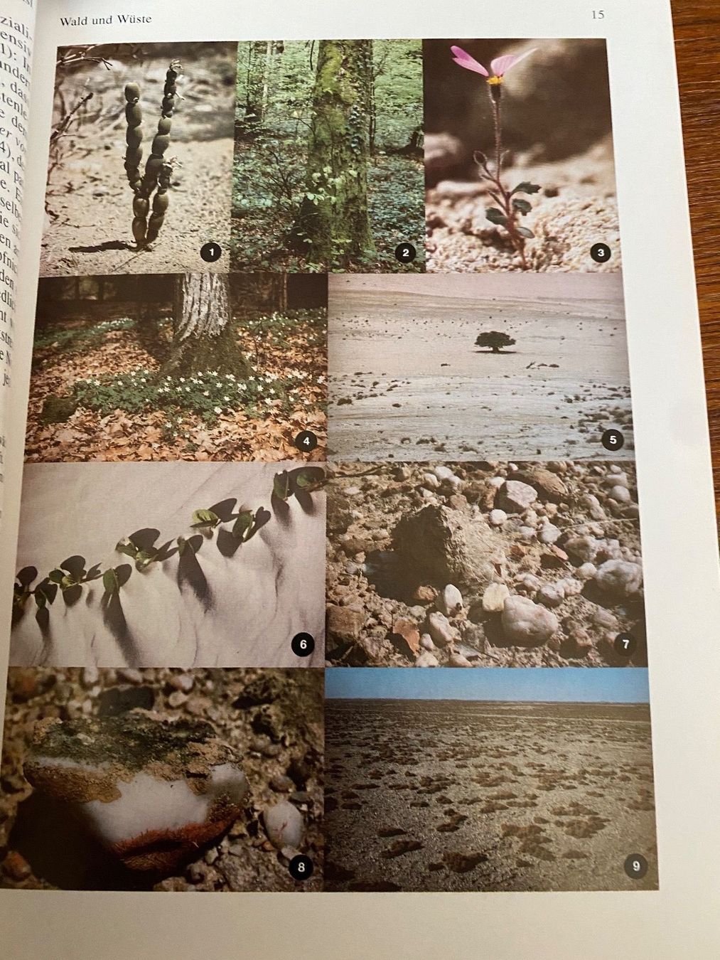 Libri: Wald und Wüste Peter Preisl – Usato da Zürich venduto da 2013tg 6