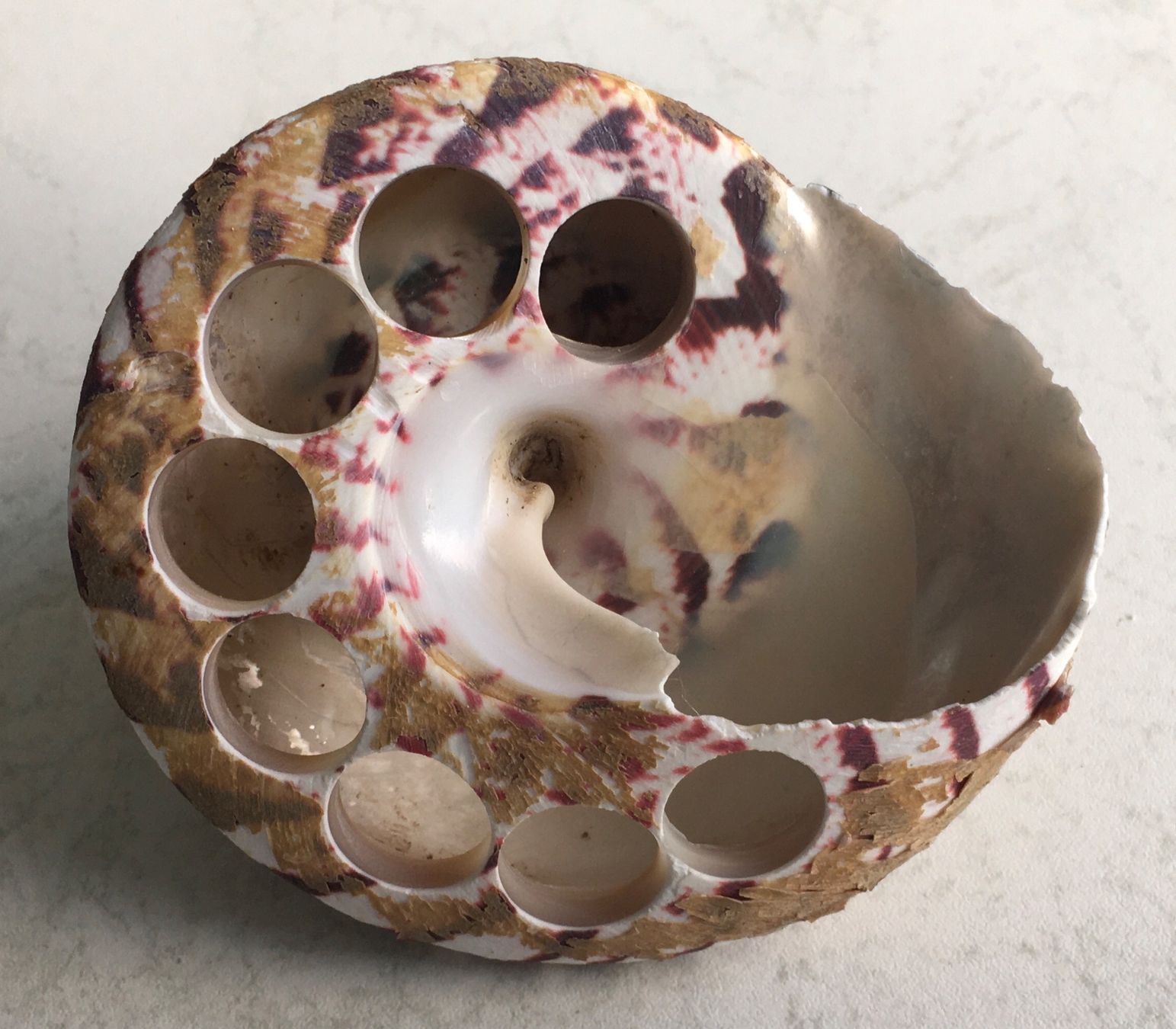Fossilien: Muschel Spitz Schnecke speziell – Gebraucht aus Kriens von Niklaus014 3