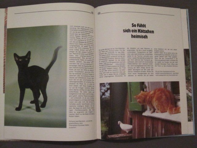 Bücher: Ratgeber Katzen – Gebraucht aus Steinhausen von ladisci 2