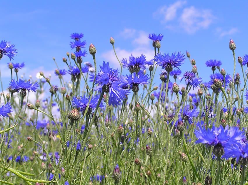 Pflanzen & Samen: 300 Samen WILDE KORNBLUME Wiesenblume – Neu (gemäss Beschreibung) aus Ehrendingen von VerveinaSamen 4