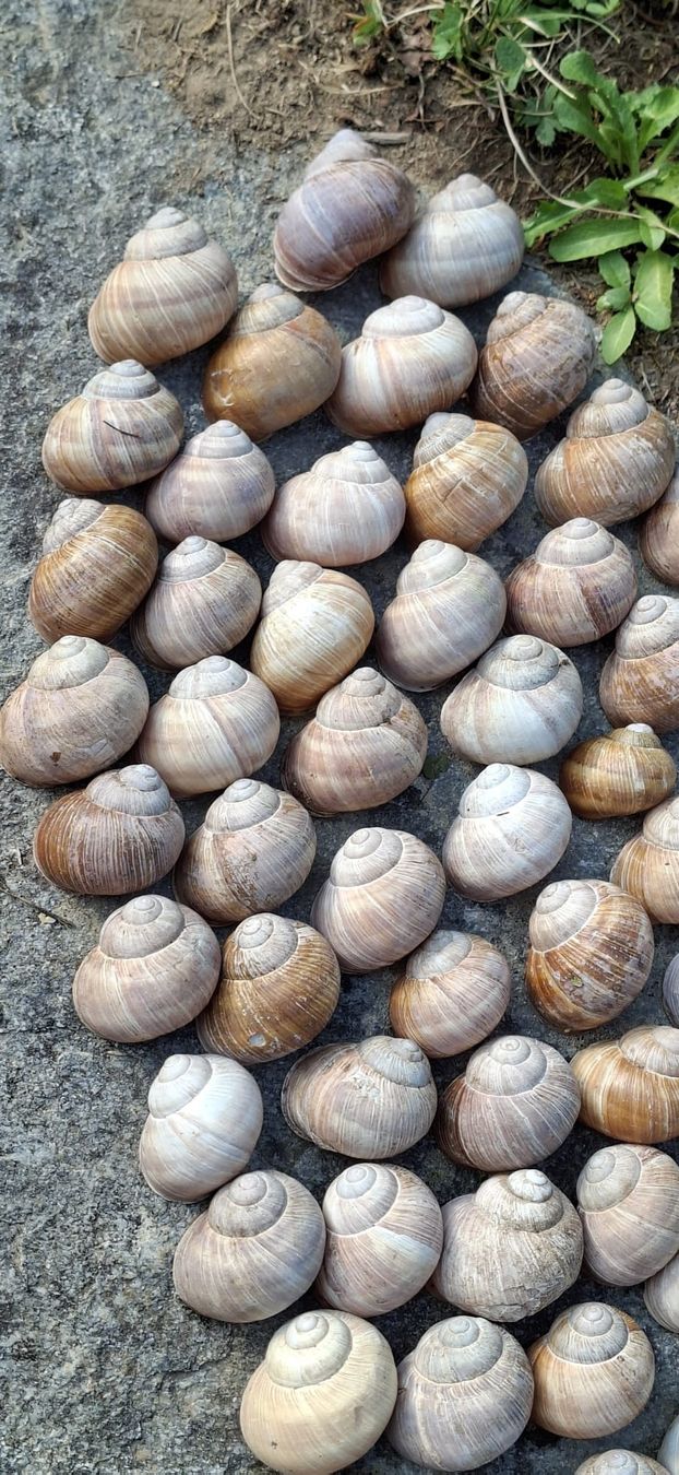 Alle Dekorationen: 76 grosse,echte Schneckenhäuser, – Neu (gemäss Beschreibung) aus Ebnat-Kappel von Zurk 6