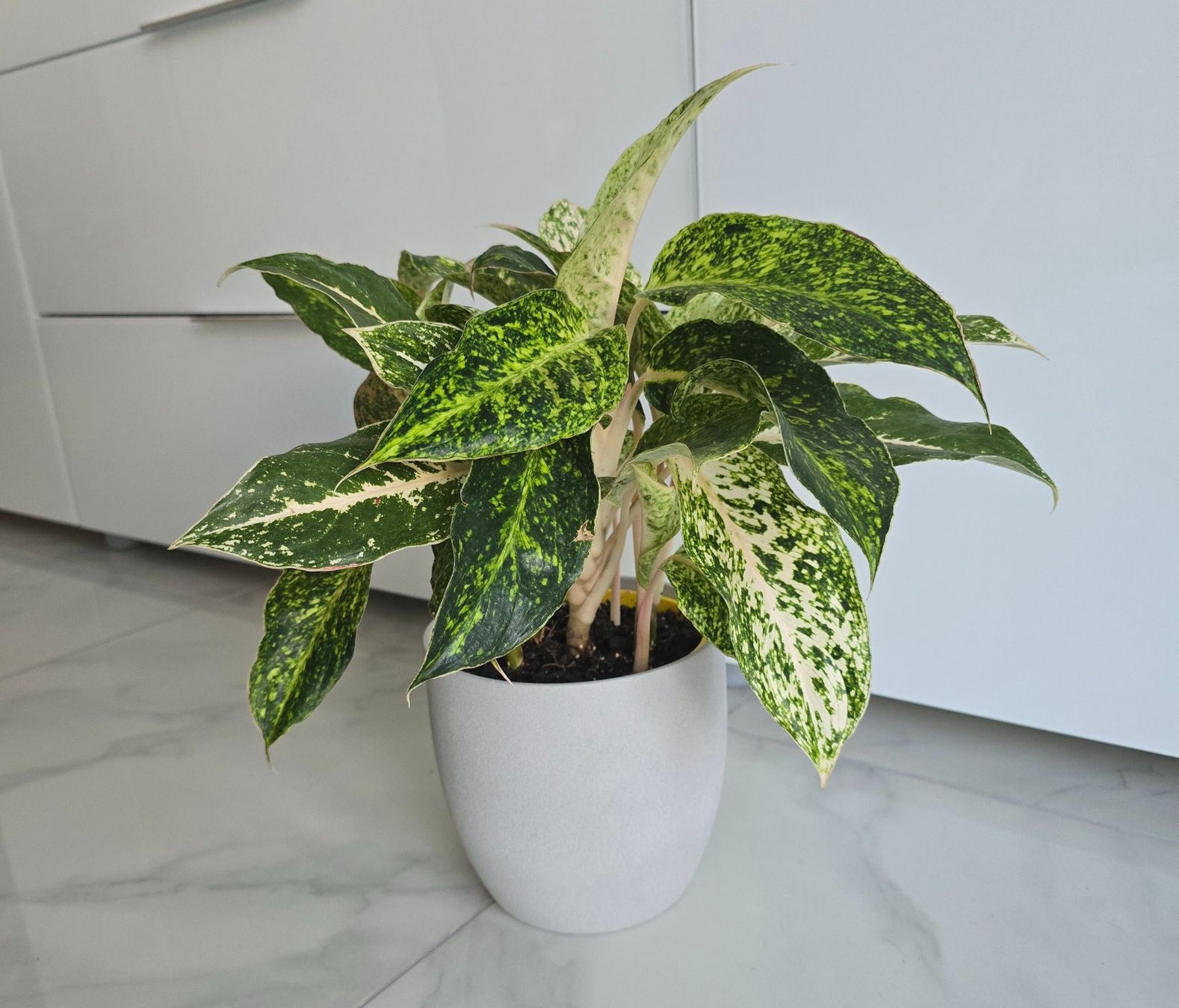 Piante & sementi: Zimmerpflanze Aglaonema – Usato da Aarburg venduto da Glitzerzauber 2