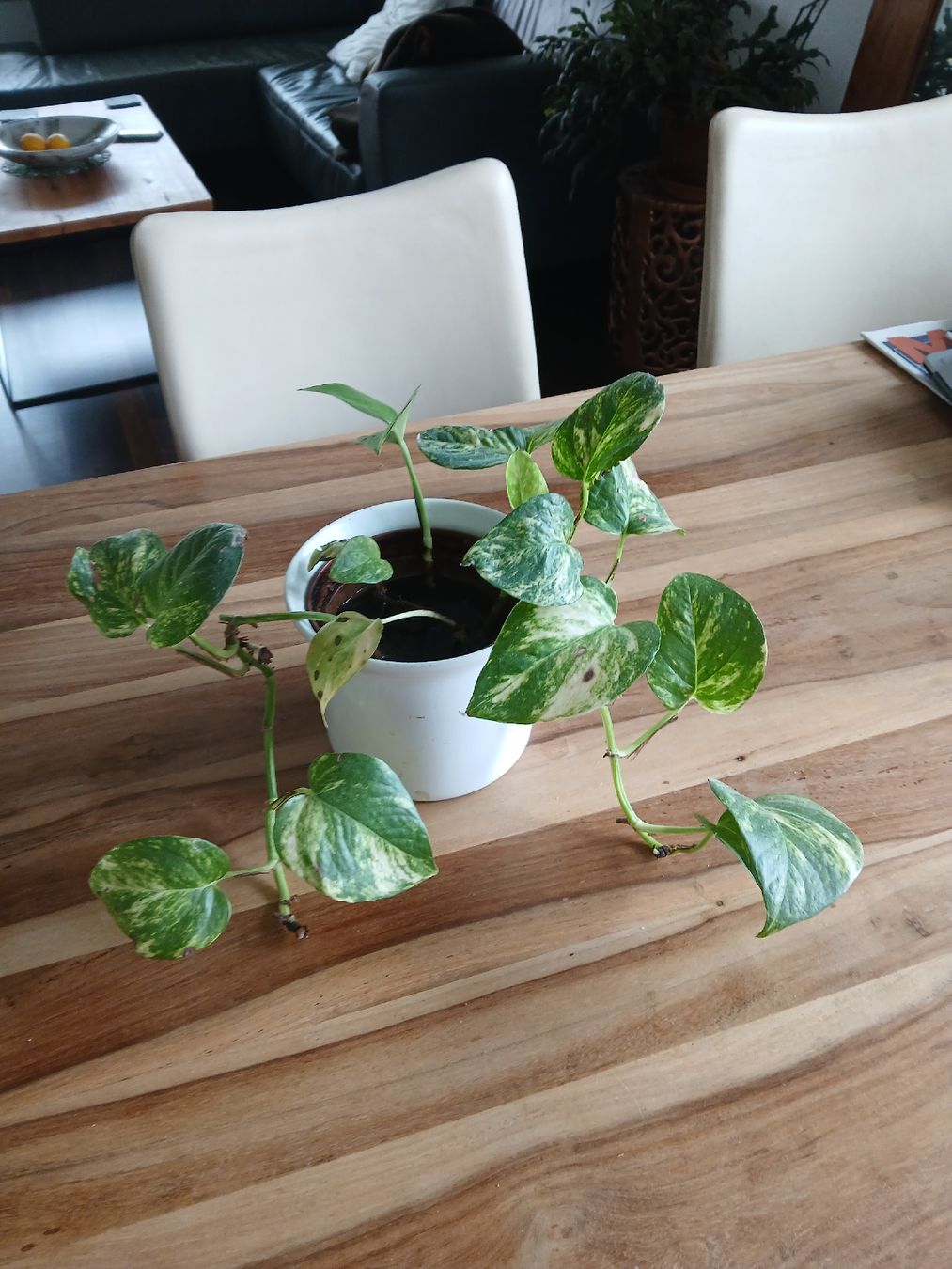 Pflanzen & Samen: Pothos plant Epipremnum Aureum brown pot good condition – Gebraucht aus Dübendorf von LoRi-2026 1