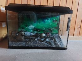 Juwel Aquarium 70 Liter