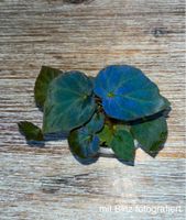 Begonia Pavonina Dark Form💎🌱