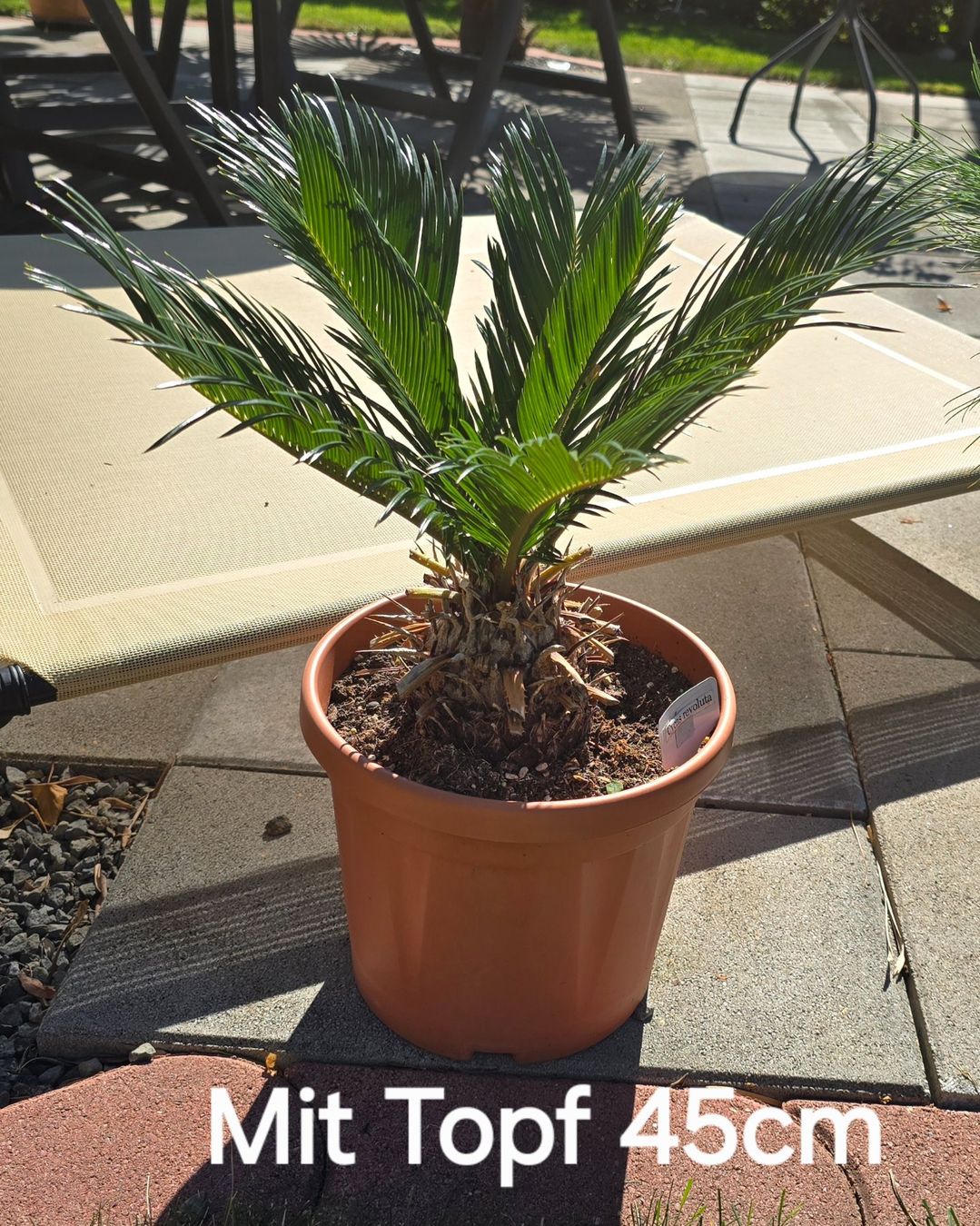 Pflanzen & Samen: Cycas revoluta – Gebraucht aus Aarburg von popkorn65