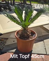 Cycas revoluta