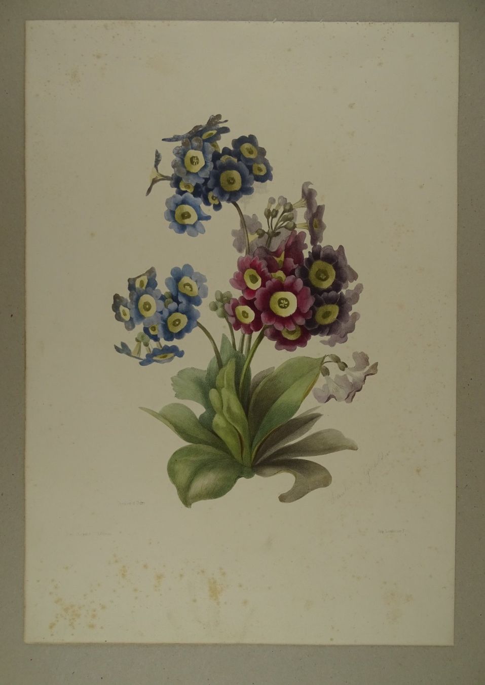 Incisioni: OREILLES D’OURS, LITHOGRAPHIE UM 1850 – Usato da Grüningen venduto da Kartensammler