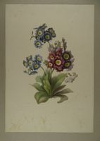 OREILLES D’OURS, LITHOGRAPHIE UM 1850