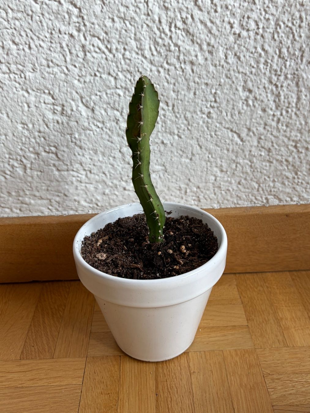 Piante & sementi: Drachenfrucht-Pflanzen, (rotfleischige Drachenfrucht) – Usato da Boll venduto da NRie