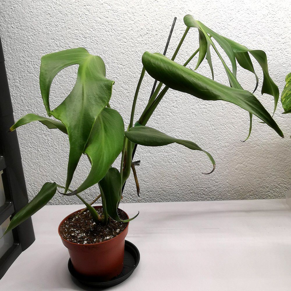 Plantes & graines: Monstera Burle Marx Flame – Neuf (Voir description) à Walenstadt par vkt_qc8d 1