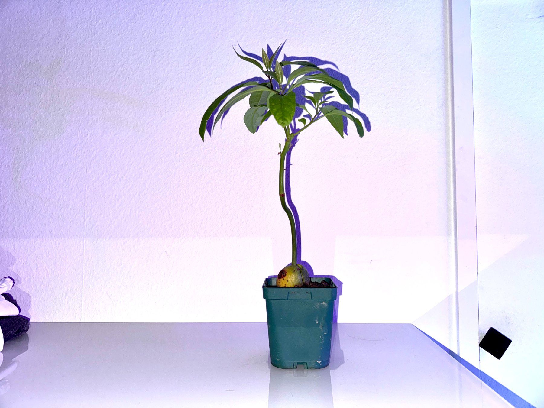 Piante & sementi: Avocado Baum (curved trunk) – Nuovo (secondo la descrizione) da Schlieren venduto da Edgar_k 1