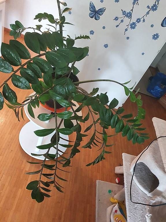 Pflanzen & Samen: Zamioculcas – Gebraucht aus Schliern b.Köniz von Nalsa