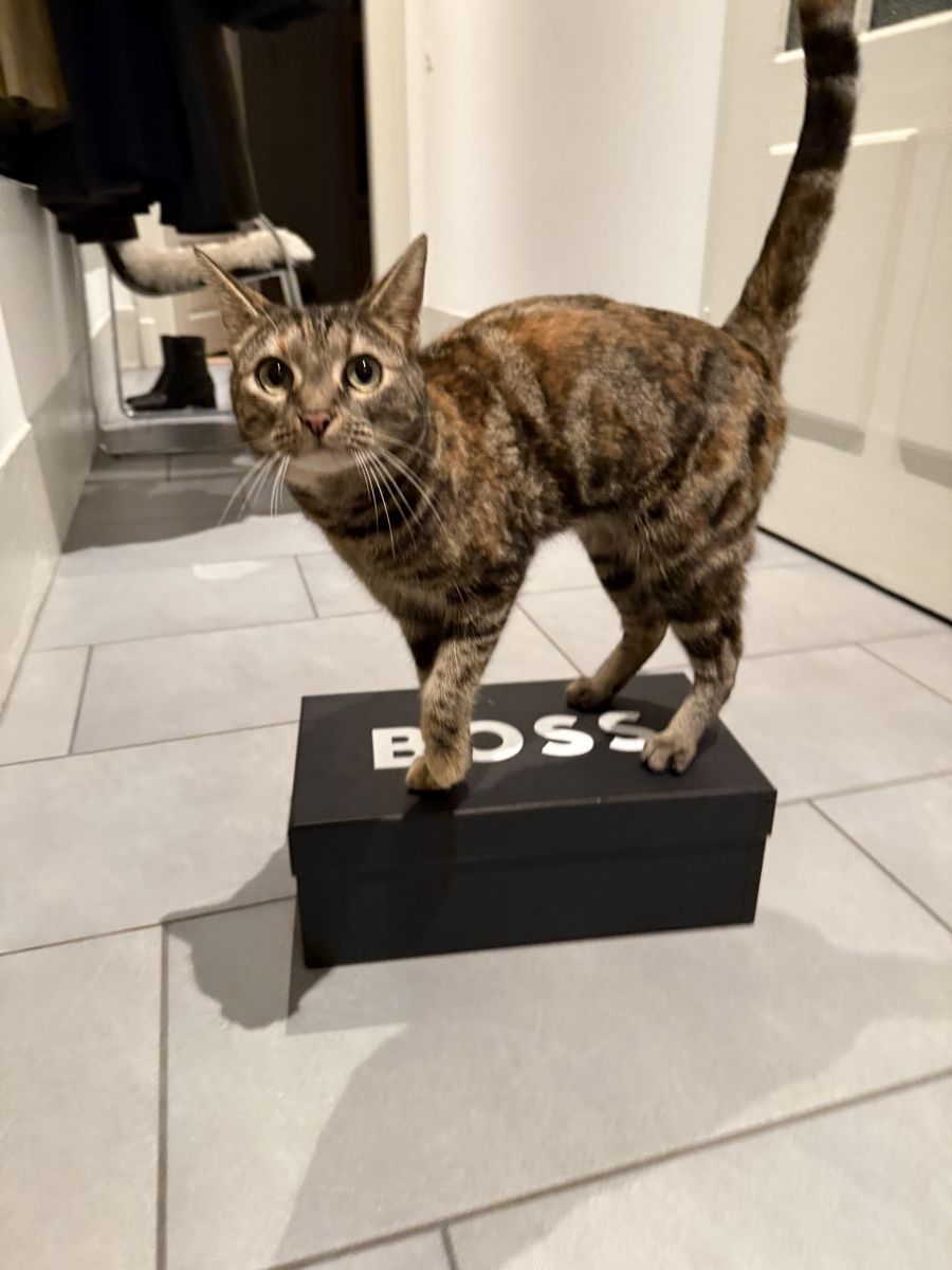 Scarpe da uomo: loafers Hugo Boss Richayl – Usato da Thun venduto da haaskin 8