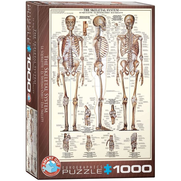 Puzzle EuroGraphics 1000 Pezzi – Sistema Muscolare, Idea Regalo Per Adulti E Ragazzi