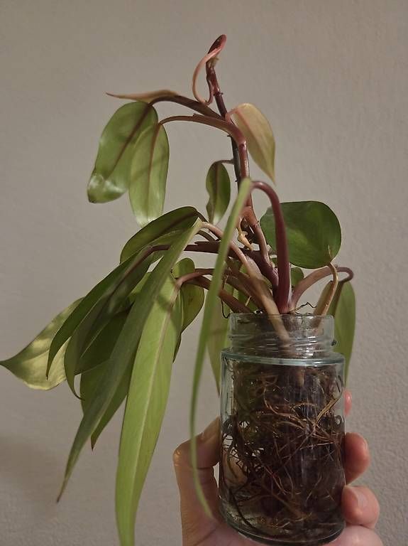 Plantes & graines: Philodendron Painted Lady – D'occasion à Bern par deb_t8fl 2