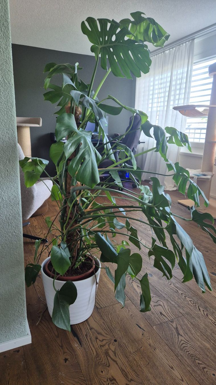 Plantes & graines: Monstera Deliciosa Zimmerpflanze – D'occasion à Freienstein par Murloc 2