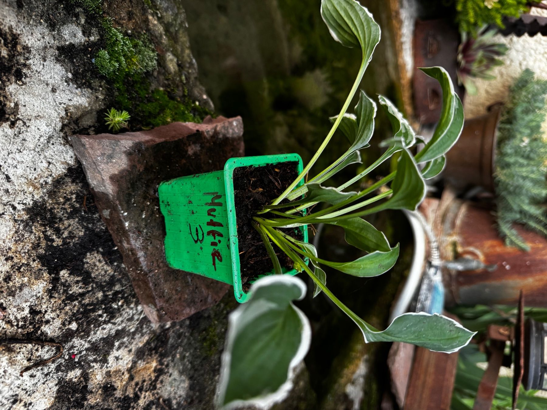 Pflanzen & Samen: Hosta muffie – Gebraucht aus Lajoux JU von Briard0