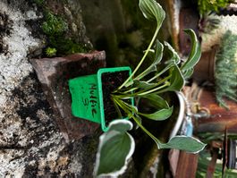 Hosta muffie