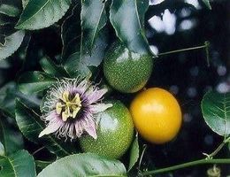 MARACUJA (Passiflora Edulis Flavicarpa)
