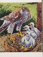 Fritz Hug, Habicht