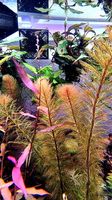 Myriophyllum sp. "Roraima" - exotische Schönheit