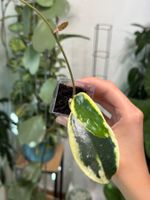 Hoya verticillata albomarginata (ex. acuta) ✨