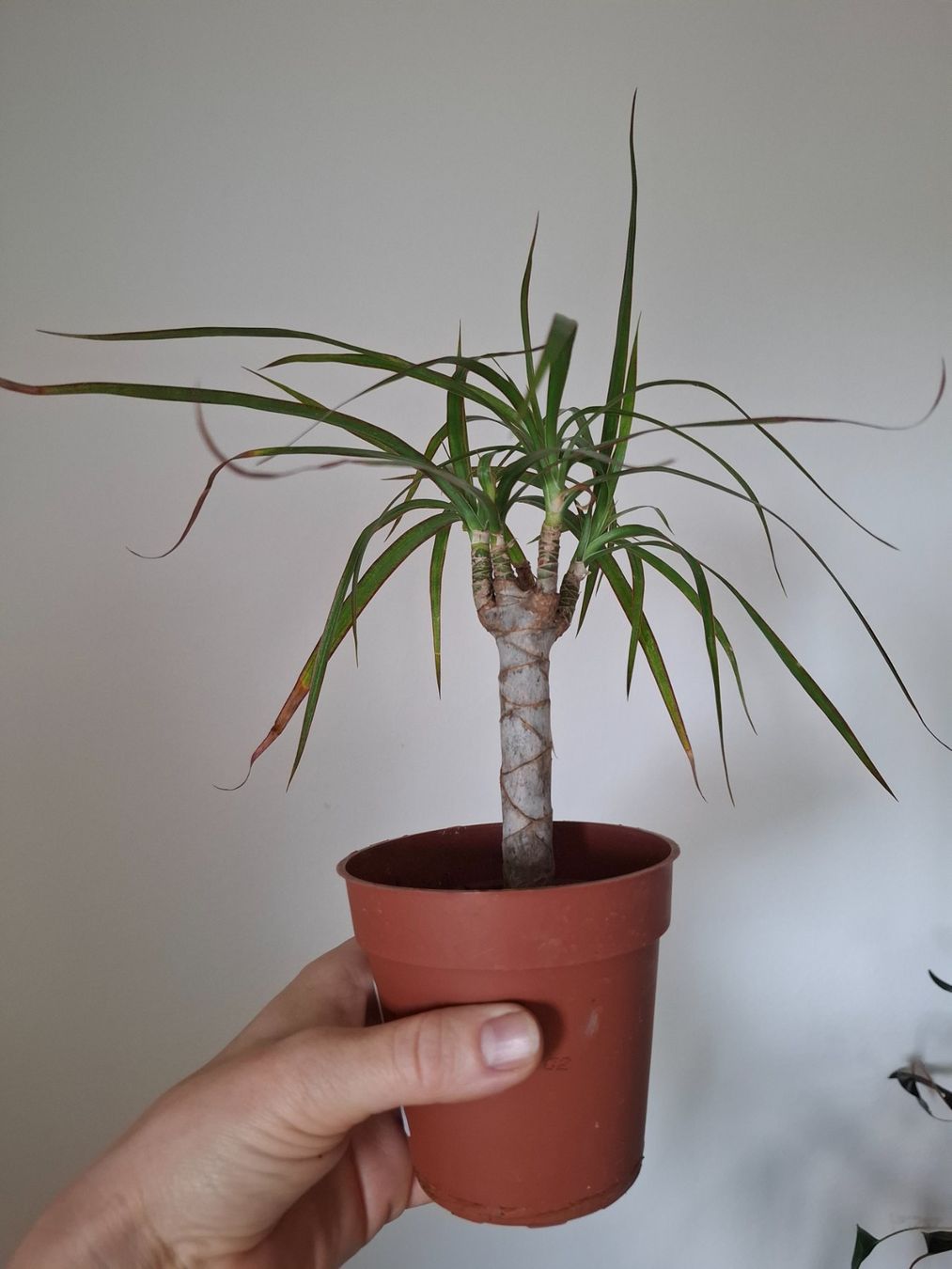 Piante & sementi: Palme Dracaena – Usato da Zürich venduto da esap 1