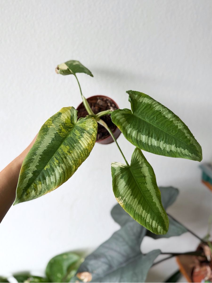 Piante & sementi: Schismatoglottis Wallichii Variegated #1 – Nuovo (secondo la descrizione) da Bern venduto da Lucas_Ma